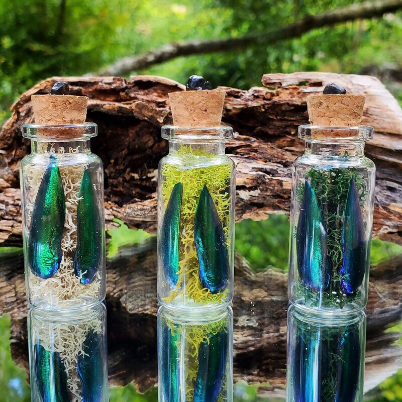 Jewel Beetle Wings Etsy