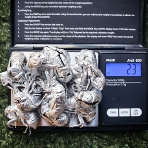 Muestra de exoesqueleto de cigarra plateada a granel real, Austin, Texas, suministros educativos ecológicos para manualidades, historia natural, regalo de rareza, decoración de Halloween