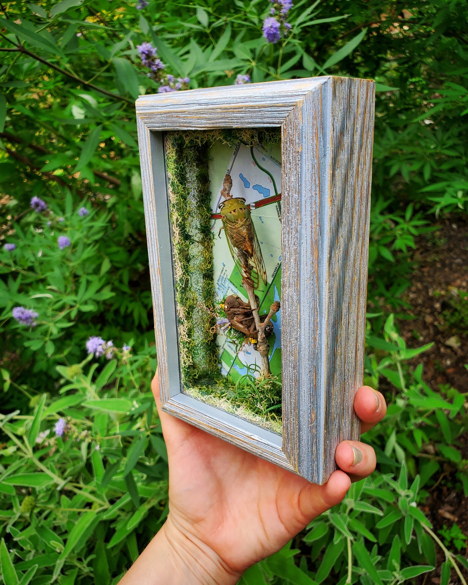 Handmade Real Cicada Exoskeleton Wood Wall Art Frame Taxidermy Austin ...