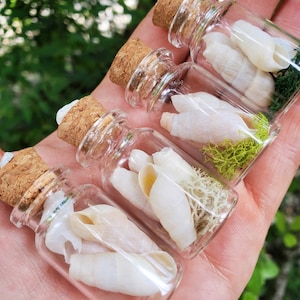 May include: Four small glass bottles with cork tops, each containing white seashells and green moss. The bottles are arranged in a row, with the largest bottle at the bottom and the smallest bottle at the top.