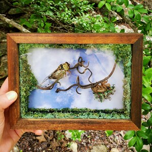 May include: A framed shadowbox with a preserved cicada and a dried vine with a cicada shell. The background is a blue sky with white clouds. The shadowbox is surrounded by green moss.