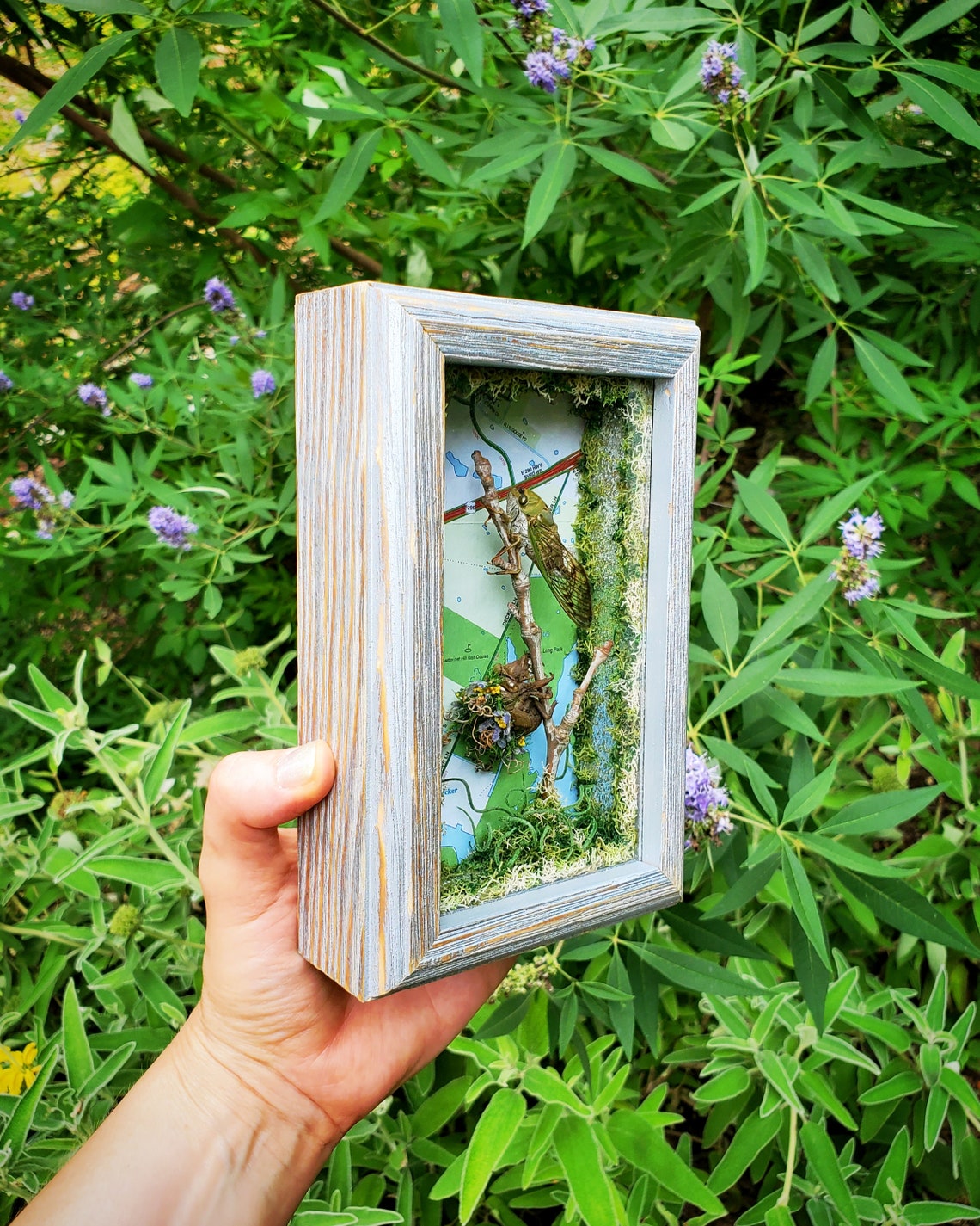 Handmade Real Cicada Exoskeleton Wood Wall Art Frame Taxidermy Austin ...
