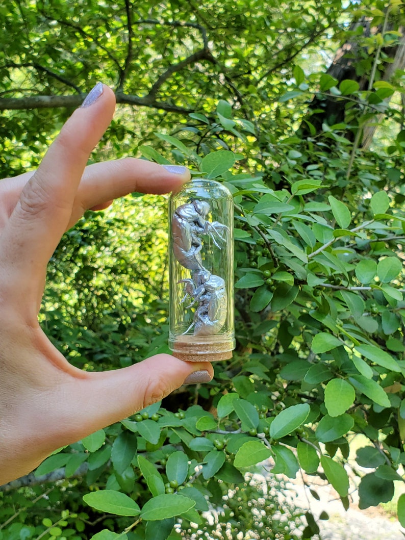 Real Silver Cicada Exoskeleton Austin Texas Glass Jar Bookshelf Trinket ...