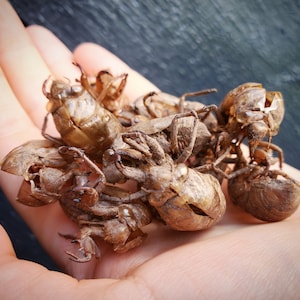 May include: A close-up of a hand holding several cicada shells. The shells are brown and have a delicate, intricate texture.
