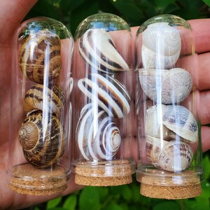 May include: Three glass vials with cork stoppers, each containing multiple brown and white snail shells.