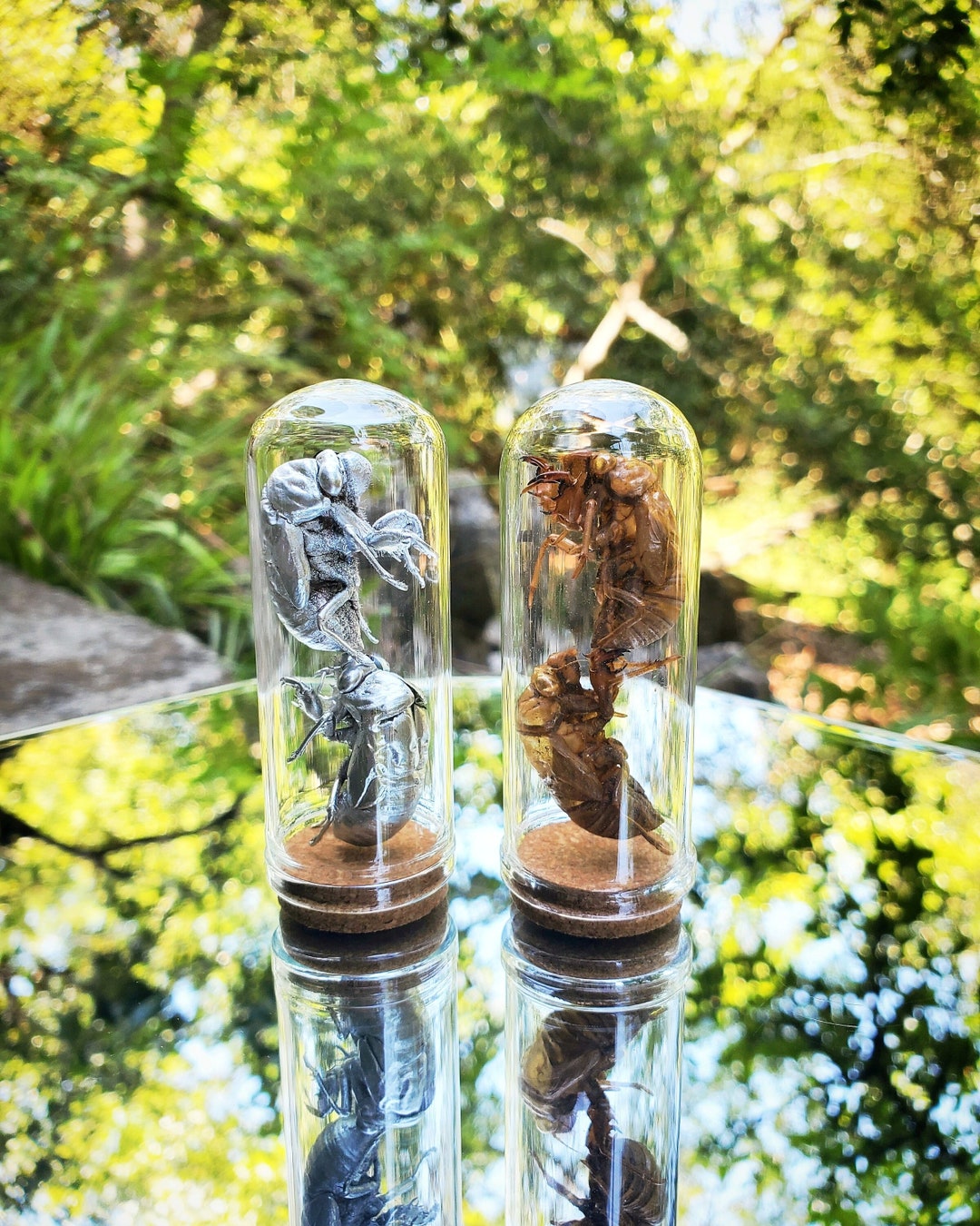 Real Silver Cicada Exoskeleton Austin Texas Glass Jar Bookshelf Trinket ...