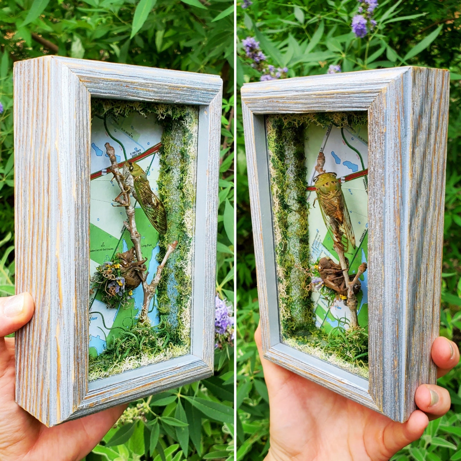 Handmade Real Cicada Exoskeleton Wood Wall Art Frame Taxidermy Austin ...