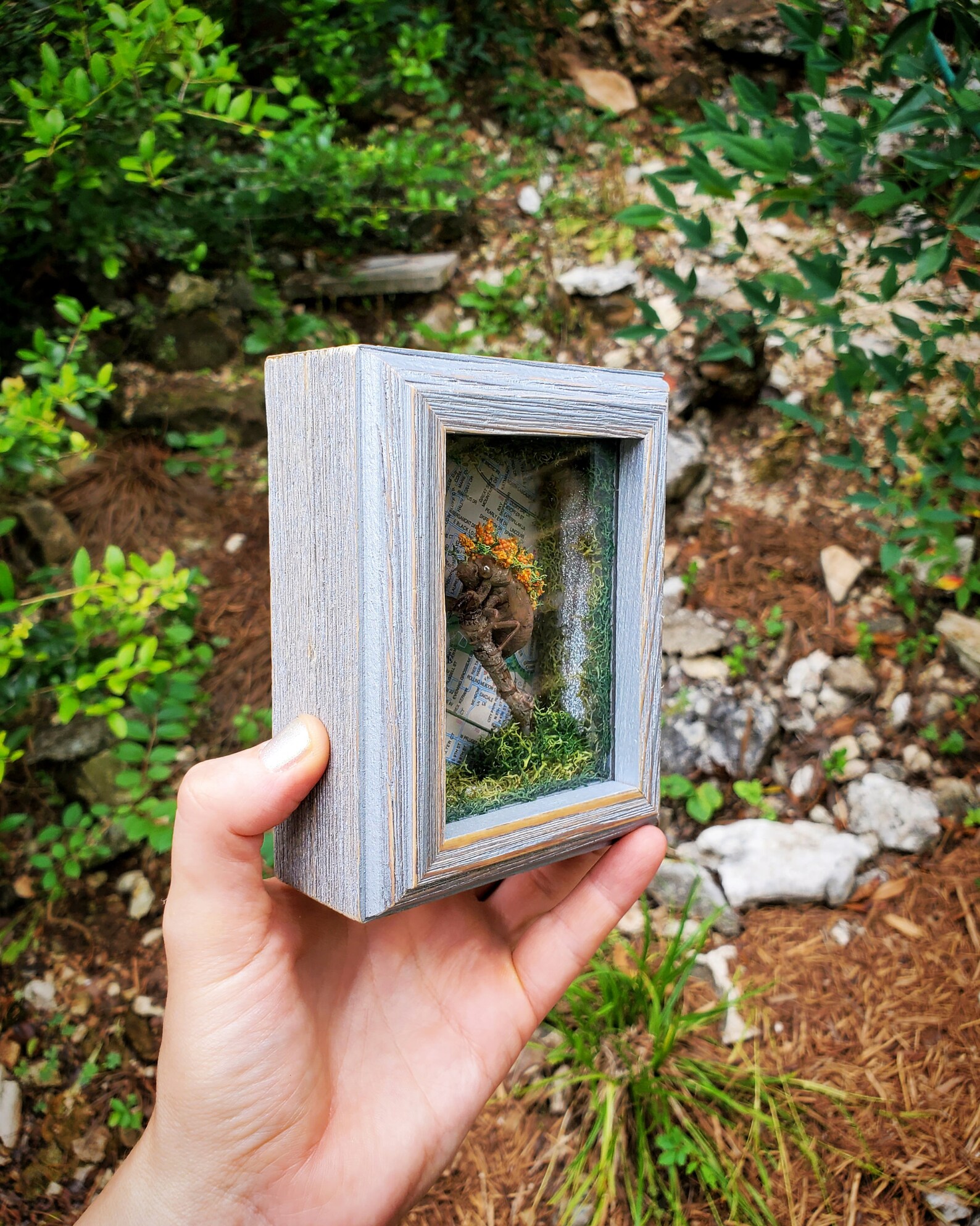 Handmade Real Cicada Exoskeleton Terrarium Gray Wood Frame Austin Texas ...