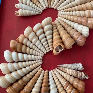 Seashell wall decor