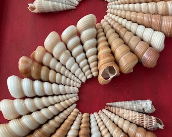 May include: A collection of small, spiraled seashells arranged in the shape of the number two. The shells are a mix of brown, white, and cream colors.
