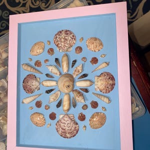 Seashell wall decor