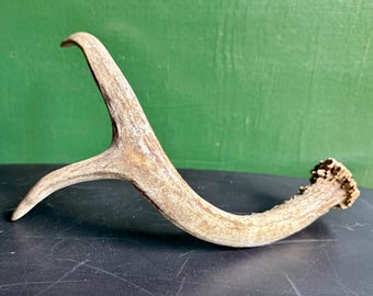 Natural Deer Antler Shed | Rustic Cabin Decor, Woodland Accent, Organic Sculpture