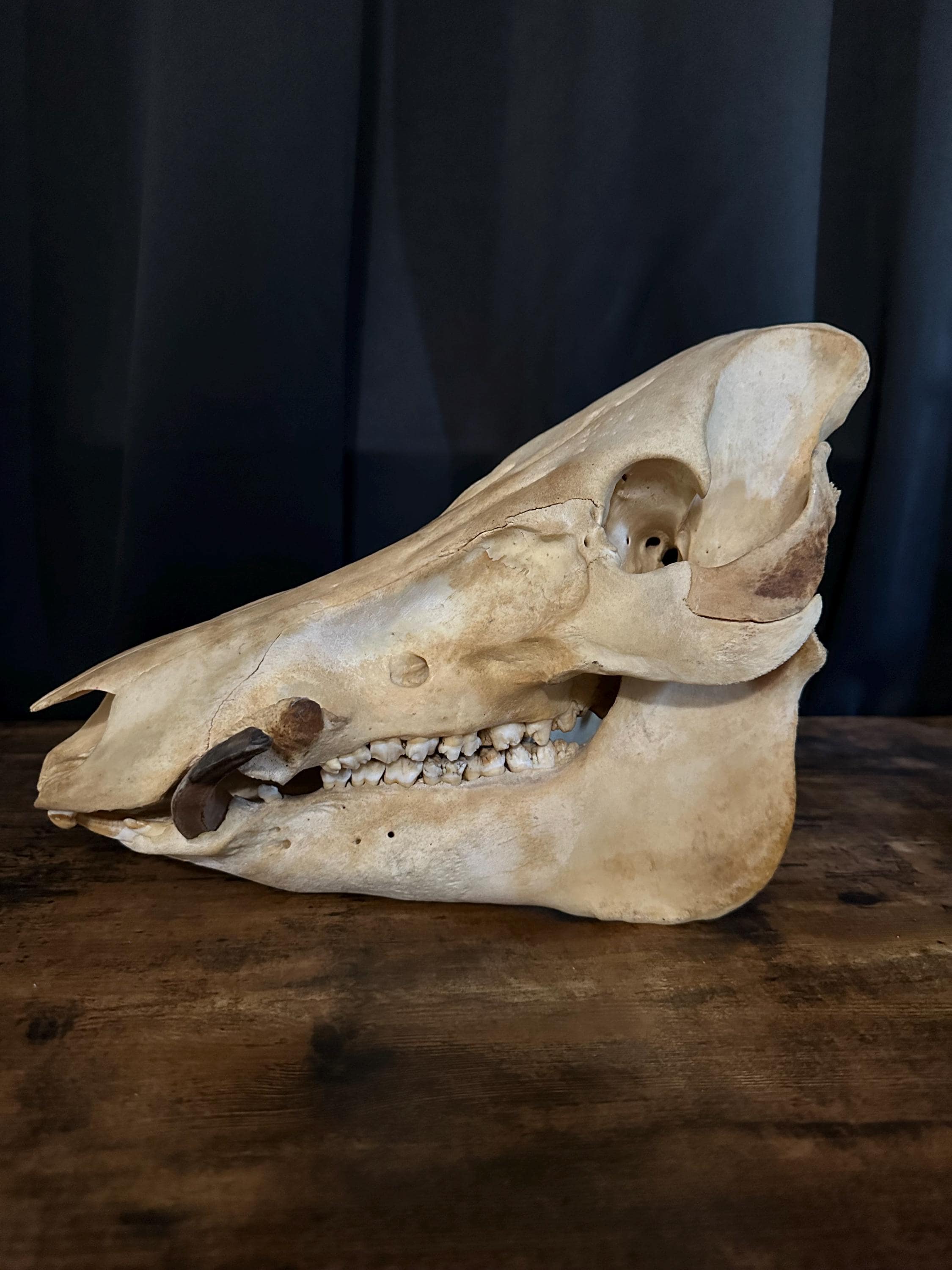 イノシシ　頭骨　スカル 牙付きイノシシの頭蓋骨 - 本物のイノシシの頭蓋骨 | 洗浄済み、無傷で