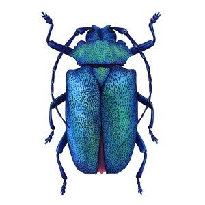 Pode incluir: Ilustração detalhada de um besouro azul vibrante com detalhes verdes. O corpo do besouro apresenta padrões texturizados, e suas pernas e antenas são de um tom azul mais escuro. A obra de arte está em um fundo branco.