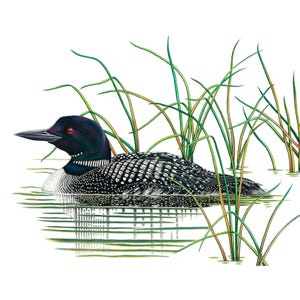 Pode incluir: Ilustra&ccedil;&atilde;o de um mergulh&atilde;o-grande nadando na &aacute;gua, rodeado por juncos verdes. A ave tem cabe&ccedil;a e pesco&ccedil;o pretos, dorso salpicado de branco e parte inferior branca. O olho do mergulh&atilde;o &eacute; vermelho e seu bico &eacute; preto.