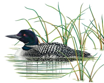 Plongeon huard, oiseau d'Amérique du Nord, art animalier, décoration de ferme