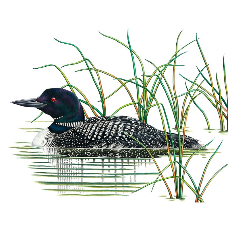 Pode incluir: Ilustra&ccedil;&atilde;o de um mergulh&atilde;o-grande nadando na &aacute;gua, rodeado por juncos verdes. A ave tem cabe&ccedil;a e pesco&ccedil;o pretos, dorso salpicado de branco e parte inferior branca. O olho do mergulh&atilde;o &eacute; vermelho e seu bico &eacute; preto.