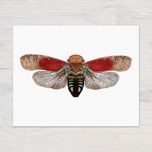 Planthopper Print, Insect Art, Colorful Bug Print, Entomology image 2