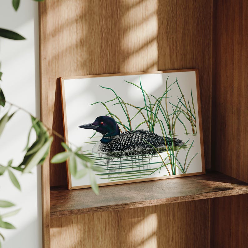 Pode incluir: Uma impress&atilde;o emoldurada com uma ilustra&ccedil;&atilde;o detalhada de um mergulh&atilde;o-de-garganta-vermelha nadando na &aacute;gua, cercado por juncos verdes. A ave tem plumagem salpicada em preto e branco, cabe&ccedil;a preta e olho vermelho. A obra de arte &eacute; exibida em uma prateleira de madeira.