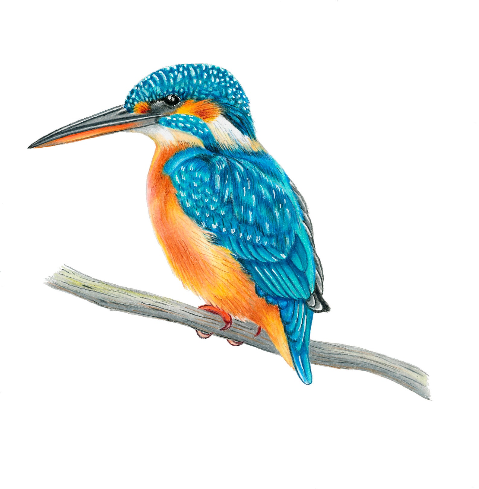 Eisvogel Karte Grußkarte Blanko Innenseite Süße Vogelkarte | Etsy Eisvogel Karte Grußkarte Blanko Innenseite Süße Vogelkarte | Etsy