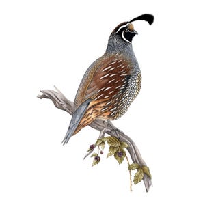 Pode incluir: Ilustração em aquarela de uma codorna-da-califórnia empoleirada em um galho com amoras. A ave tem plumagem marrom, cinza e branca, uma cabeça preta com uma pena distinta curvada para a frente, em um fundo branco.