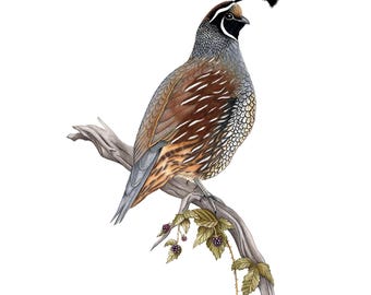Puede incluir: Ilustración en acuarela de una codorniz de California posada en una rama con moras. El ave tiene plumaje marrón, gris y blanco, una cabeza negra con una pluma distintiva curvada hacia adelante, sobre un fondo blanco.