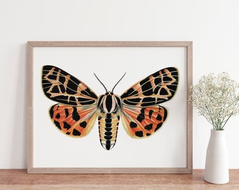 Tiger Moth Print, Insect Art, Moth Illustration, Insect Print, Colorful Insect