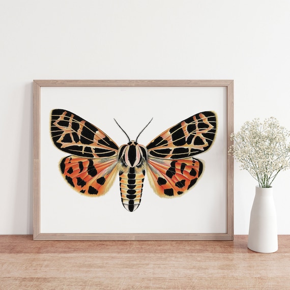 Tiger Moth Illustration Print, Colorful Insect Art