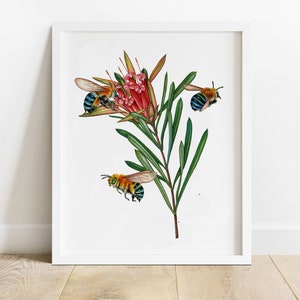 Blue-banded bees, Bee Print, Botanical Art, Australian Native, Protea