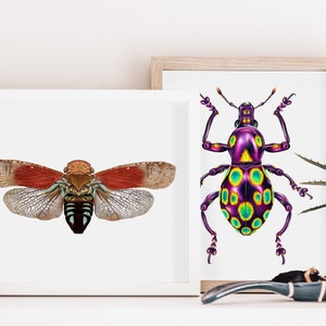 Planthopper Print, Insect Art, Colorful Bug Print, Entomology image 3