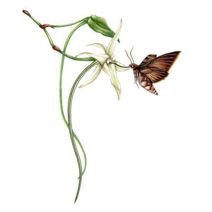 Pode incluir: Ilustração botânica de uma flor branca com longos caules verdes e uma mariposa marrom. A mariposa está posicionada perto da flor, com as asas abertas. A obra de arte é detalhada e sobre um fundo branco.