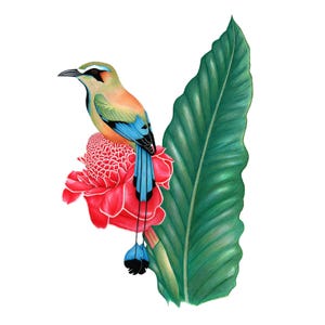 Pode incluir: Ilustração detalhada de um pássaro colorido com penas azuis, laranja e verdes, empoleirado em uma flor vermelha. Uma grande folha verde serve de fundo. A imagem está em um fundo branco, retratando uma cena tropical.