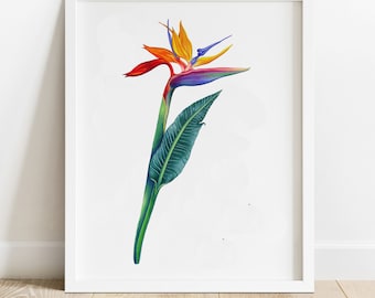 Bird of Paradise Art, Botanical Print, Tropical Home Decor, Botanical Illustration