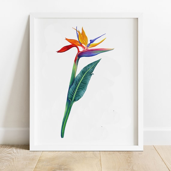 Bird of Paradise Art, Botanical Print, Tropical Home Decor, Botanical Illustration