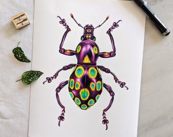 Weevil Print, Beetle Illustration, Pachyrhynchus Weevil, Insect Art, Natural History, Entomology