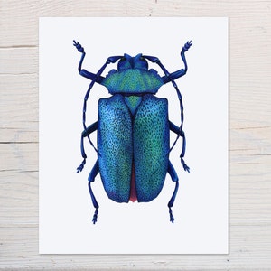 Beetle Print, Entomology Art, Tropical Wall Decor, Insect Illustration image 3