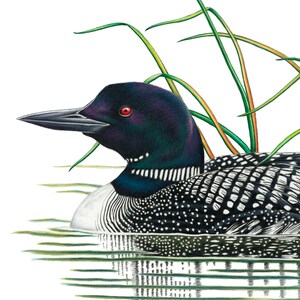 Pode incluir: Ilustra&ccedil;&atilde;o detalhada de um mergulh&atilde;o nadando na &aacute;gua. A ave tem cabe&ccedil;a e pesco&ccedil;o pretos, dorso salpicado de branco e preto e um bico longo e pontudo. H&aacute; juncos verdes ao fundo e a &aacute;gua reflete a imagem da ave.