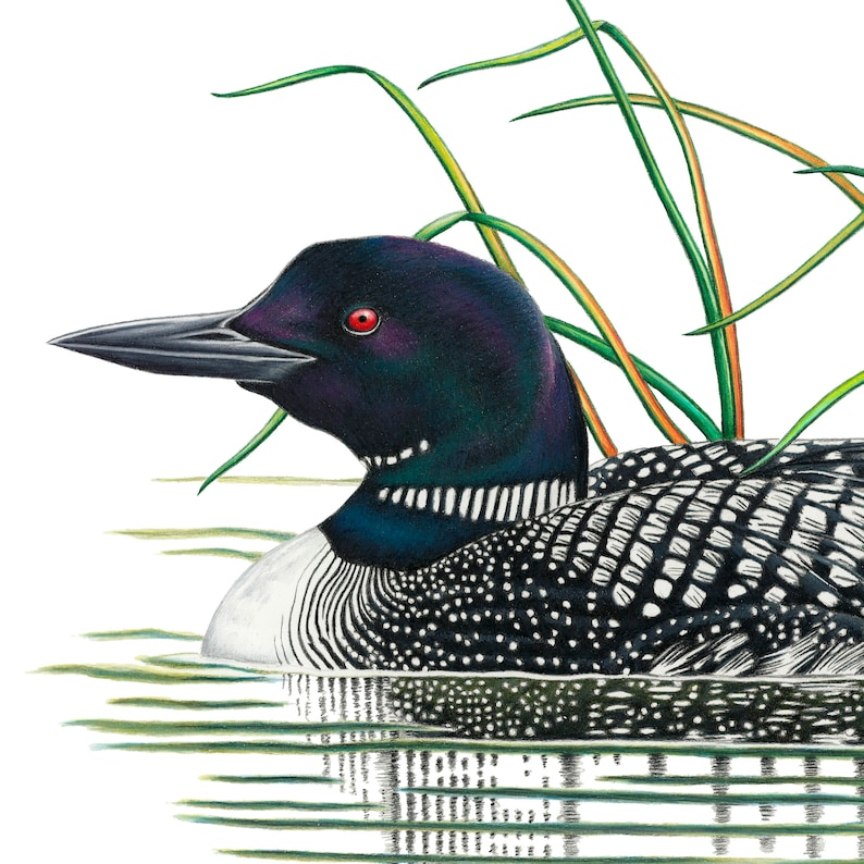 Pode incluir: Ilustra&ccedil;&atilde;o detalhada de um mergulh&atilde;o nadando na &aacute;gua. A ave tem cabe&ccedil;a e pesco&ccedil;o pretos, dorso salpicado de branco e preto e um bico longo e pontudo. H&aacute; juncos verdes ao fundo e a &aacute;gua reflete a imagem da ave.