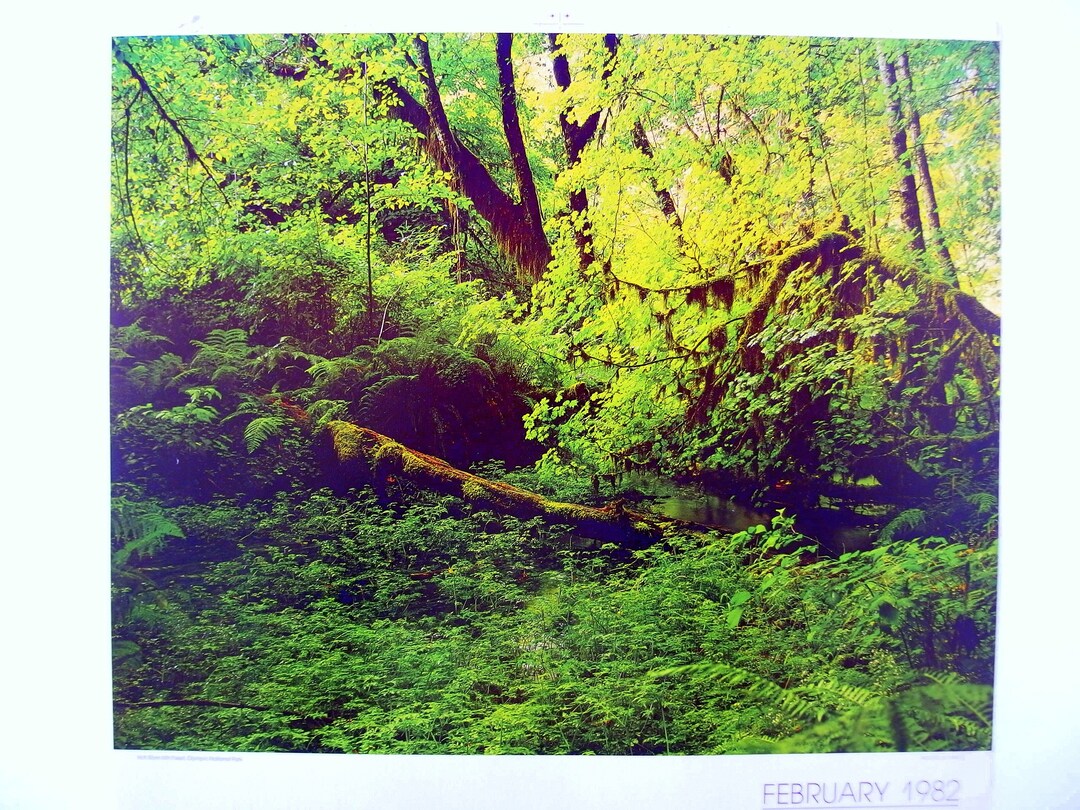 vintage-february-1982-calendar-page-hoh-river-rain-forest-etsy