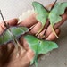 Rebecca Forkin reviewed Luna Moth Hair Pin Collection, Butterfly Hair Pin, Luna Moth Hair Accessories, Green Cotton and Silk Organza, Fabric Butterfly - 3 pieces