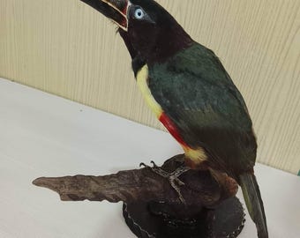 Arasari Fajado voor verzameling
