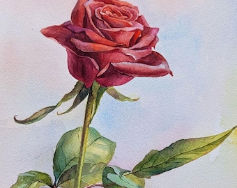 Red rose | Botanical illustration | Original watercolor painting | 36 x 51 cm size