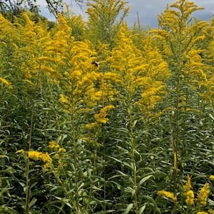 Puede incluir: Un campo de altas flores de vara de oro amarillas en flor. Las flores están agrupadas en tallos densos y erectos. El fondo es un cielo nublado.