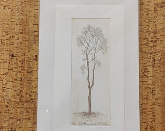 94/100 Tall Skinny Tree IX Etching by John Furches