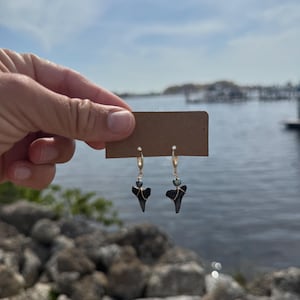 ハンドメイドのゴールドフィルド防水ハギーイヤリング、ブラック淡水パールとサメの歯のアクセント付き