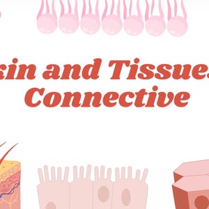 Puede incluir: Ilustración educativa que presenta diversas estructuras de la piel y los tejidos, incluyendo folículos pilosos, capas de la piel y tejidos conectivos. El título "Skin and Tissues - Connective" se muestra en texto rojo sobre un fondo blanco, con una mano y otros detalles anatómicos.