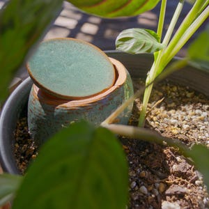 May include: A green ceramic pot with a lid, partially open, sits in a pot filled with soil and a green plant. The pot has a rustic, glazed finish.