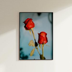 Red Roses At Dusk Photographic Art Print