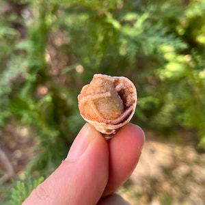 Conchas de cuarzo espiralitas fosilizadas (12 piezas) Especímenes de gasterópodos marinos del Cretácico