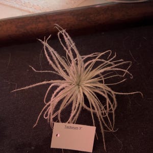 Tillandsia Tectorum
